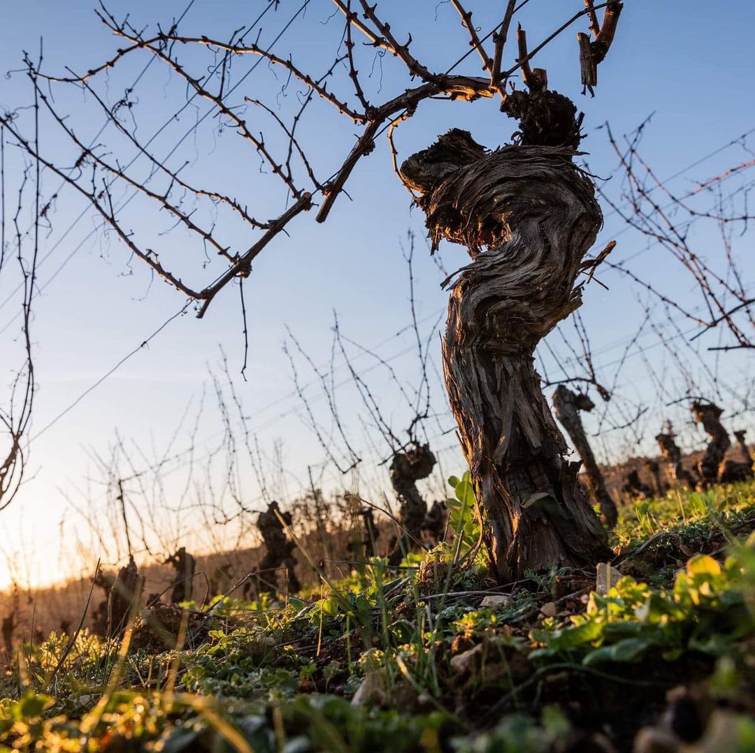 Mas del Périé - vigne